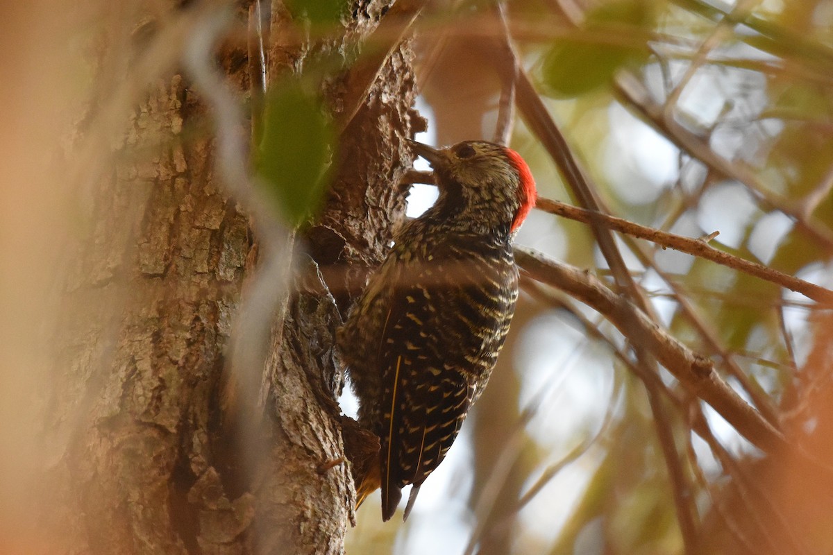 Cardinal Woodpecker - ML631897282