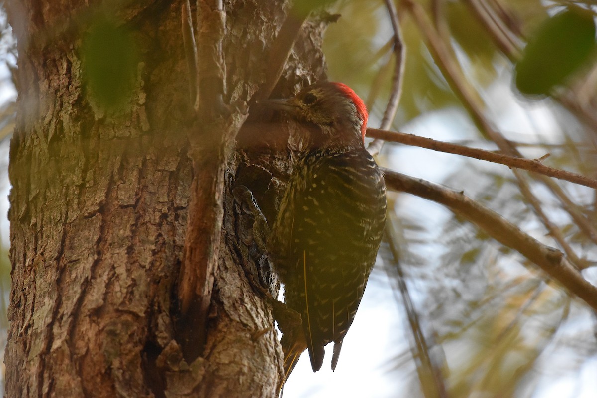 Cardinal Woodpecker - ML631897283