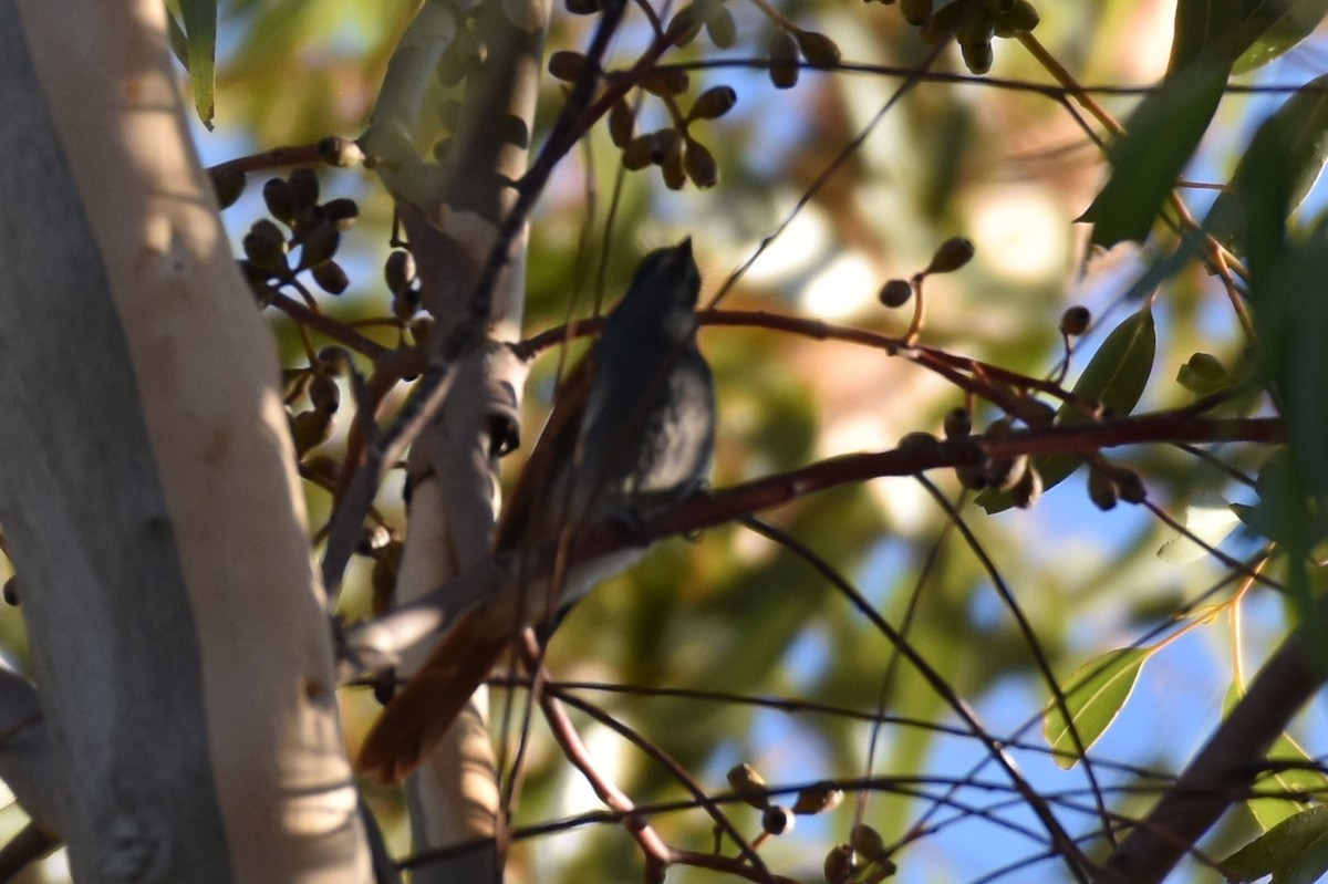 African Paradise-Flycatcher - ML631897284