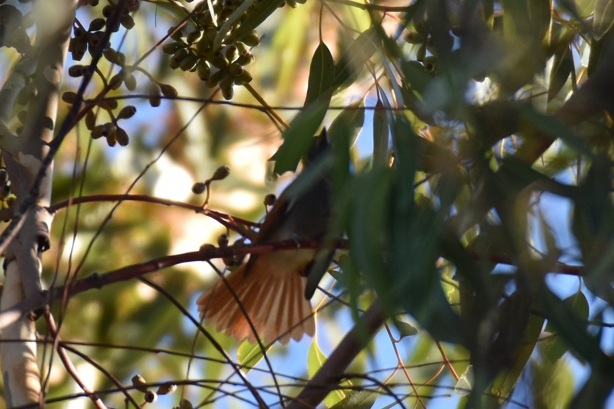 African Paradise-Flycatcher - ML631897285