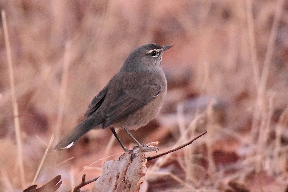 Karoo Scrub-Robin - ML631897286
