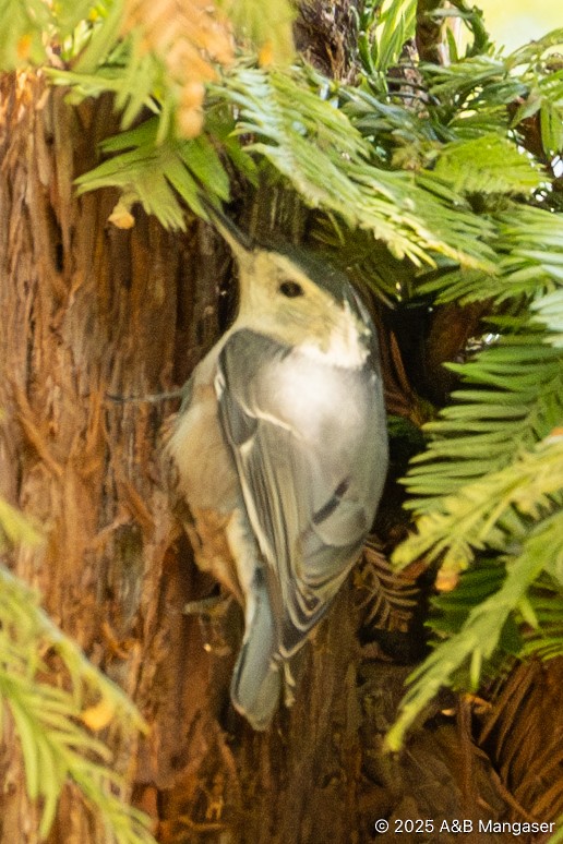 White-breasted Nuthatch - ML631897287
