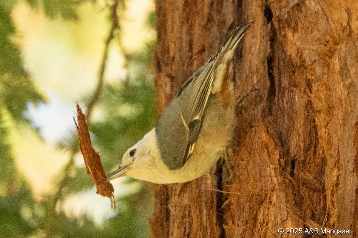 White-breasted Nuthatch - ML631897288