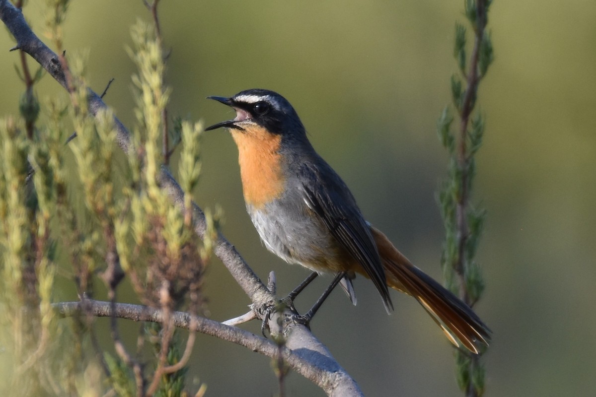 Cape Robin-Chat - ML631897290