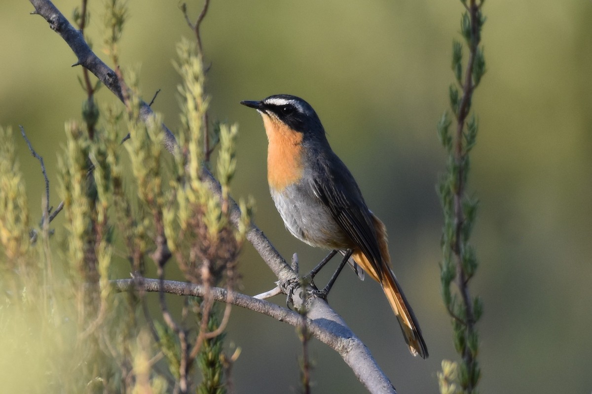 Cape Robin-Chat - ML631897291