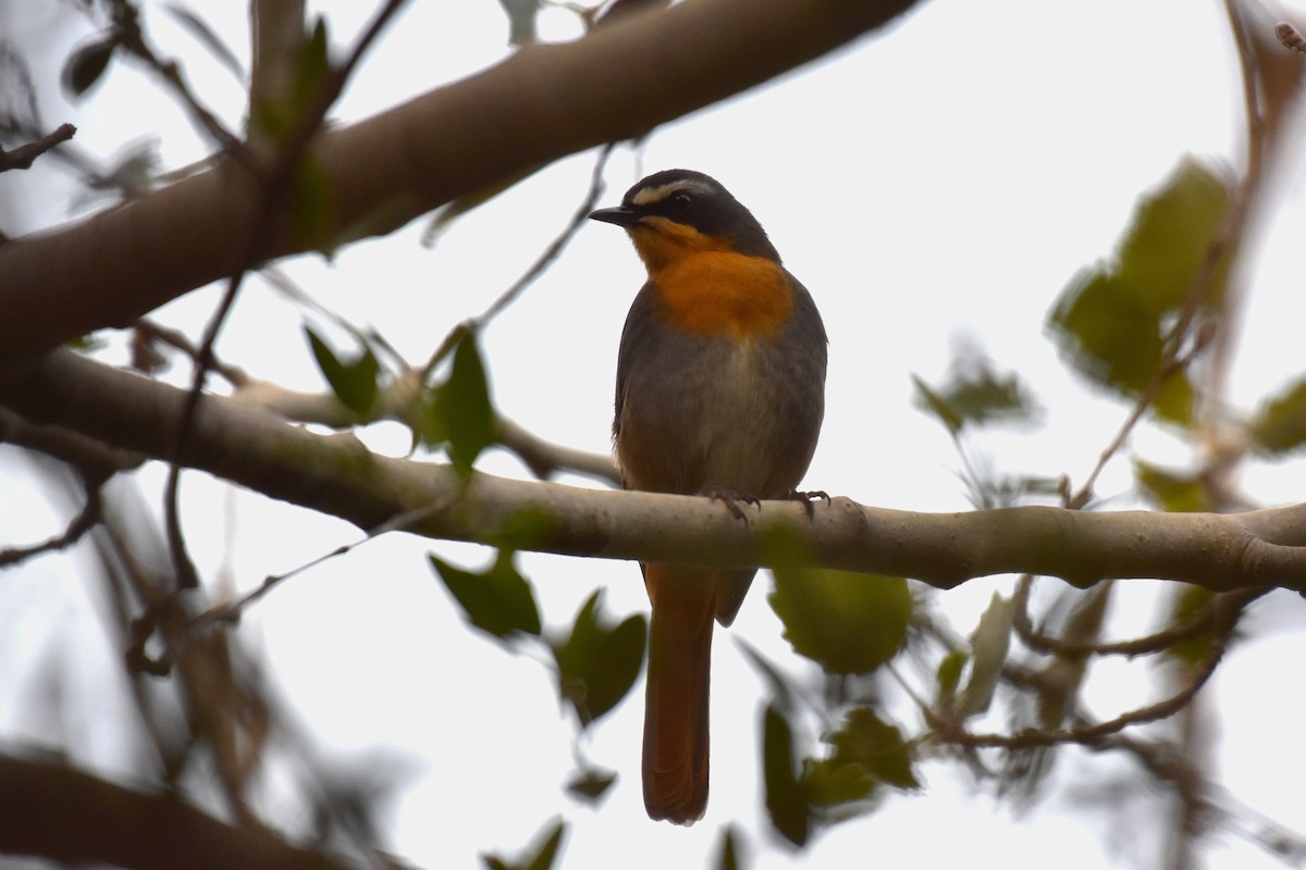 Cape Robin-Chat - ML631897292