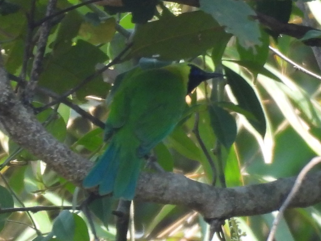 Blue-winged Leafbird - ML631897293