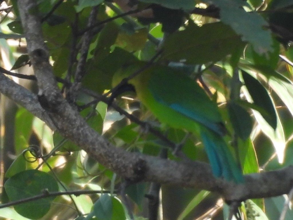 Blue-winged Leafbird - ML631897294