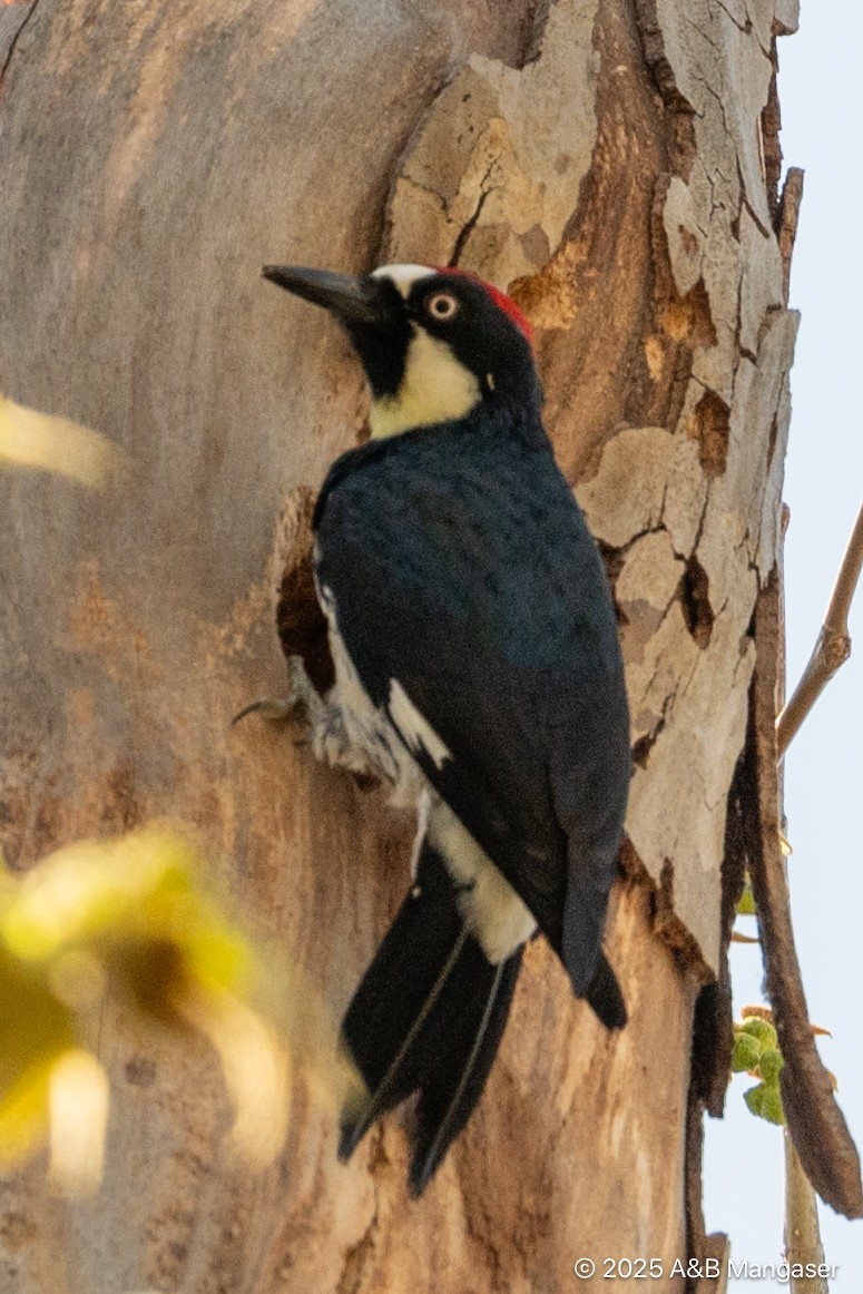 Acorn Woodpecker - ML631897296