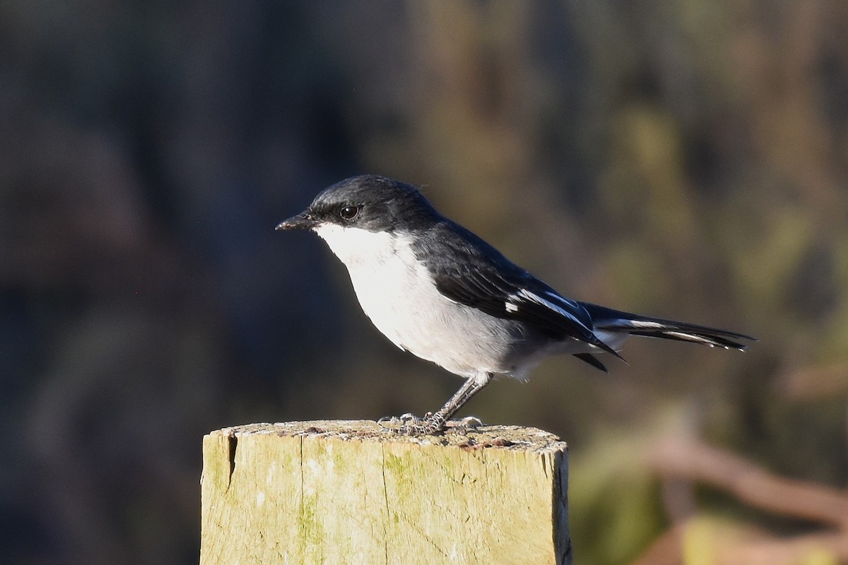 Fiscal Flycatcher - ML631897304