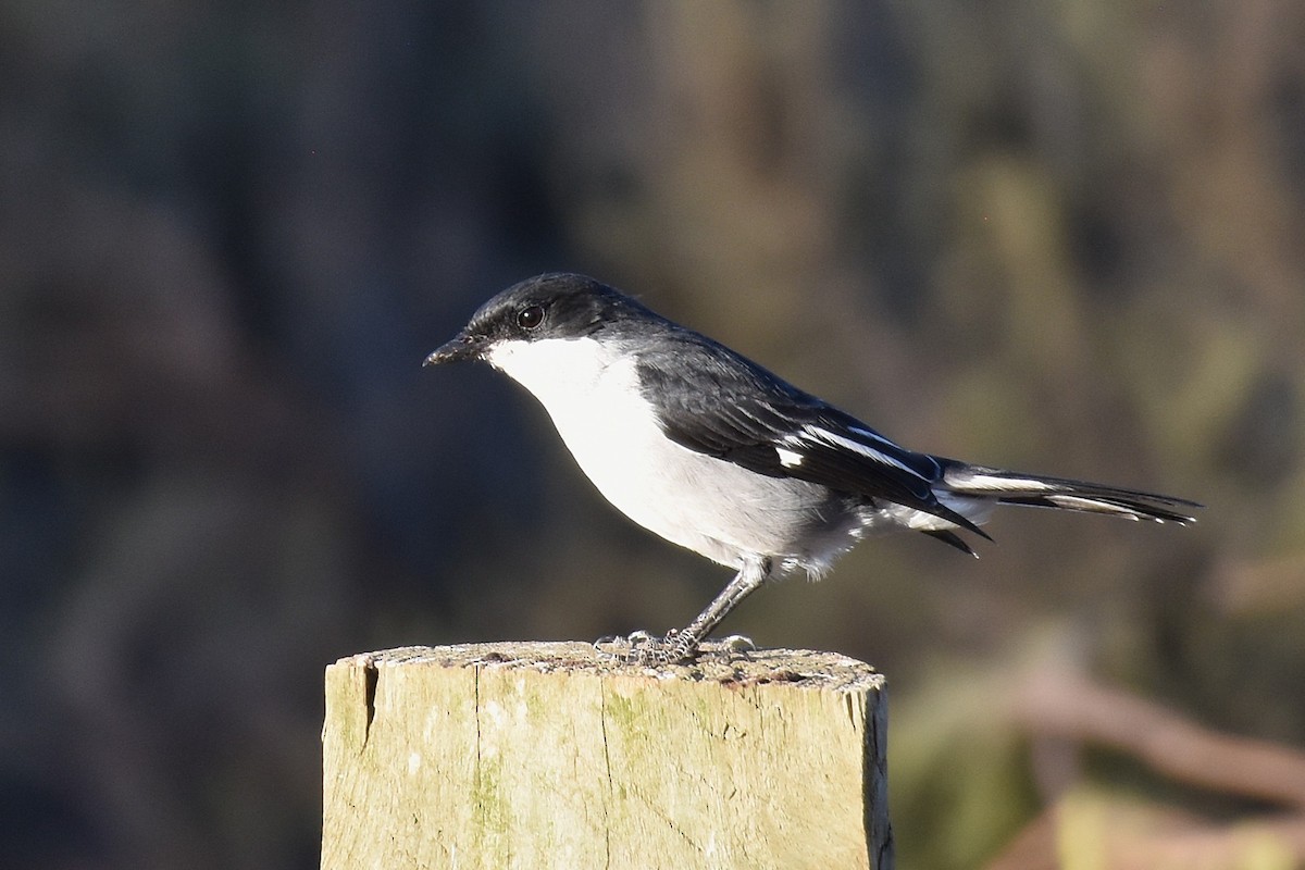 Fiscal Flycatcher - ML631897305