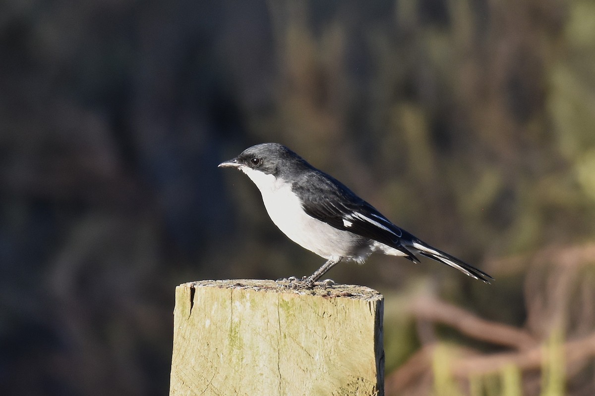 Fiscal Flycatcher - ML631897306