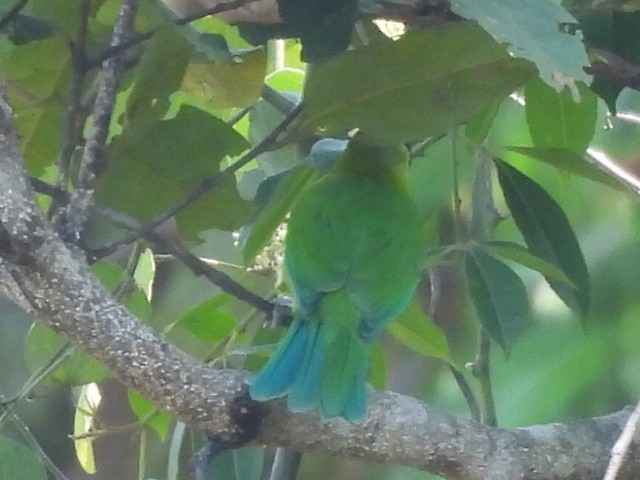 Blue-winged Leafbird - ML631897307