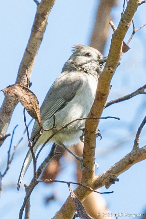 Oak Titmouse - ML631897312