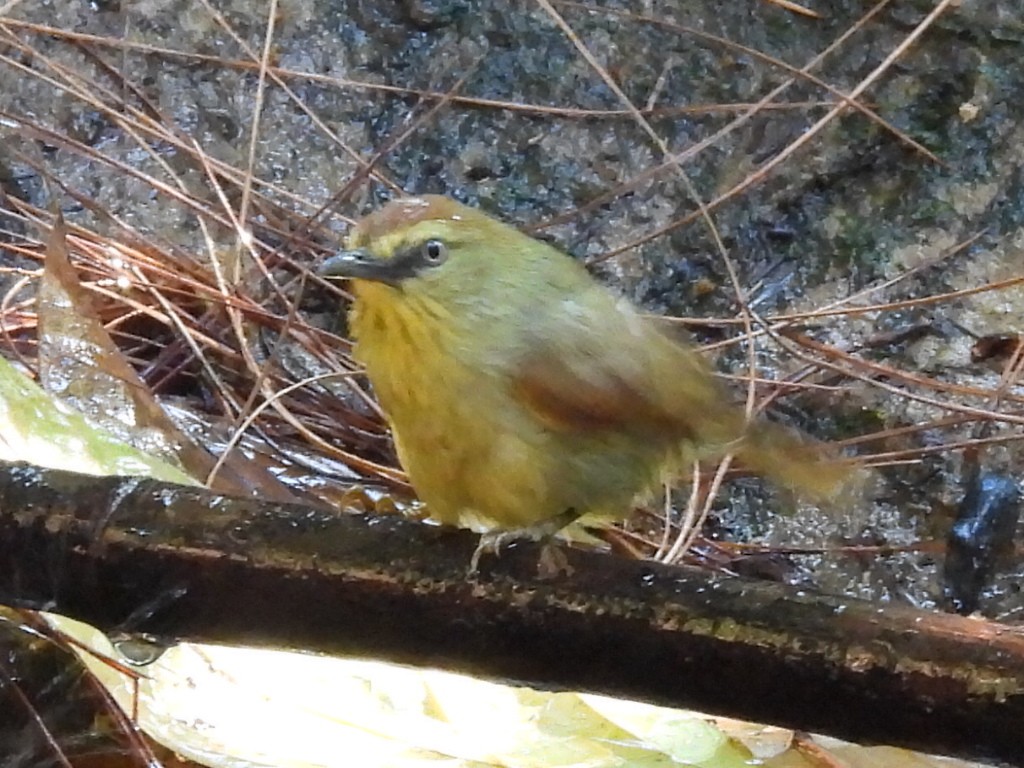 Pin-striped Tit-Babbler - ML631897396