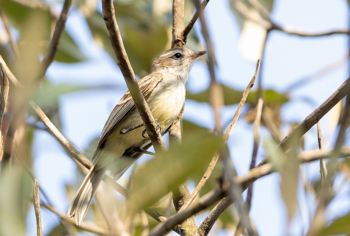 Mouse-colored Tyrannulet (Southern) - ML631897423