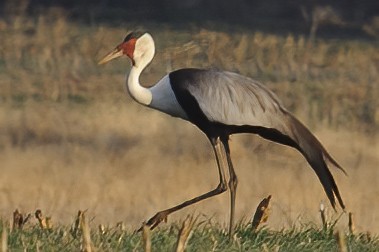 Wattled Crane - ML631897437