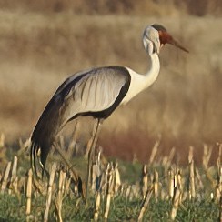 Wattled Crane - ML631897444