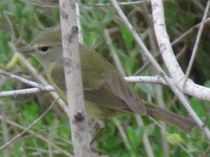 Orange-crowned Warbler - ML631897732