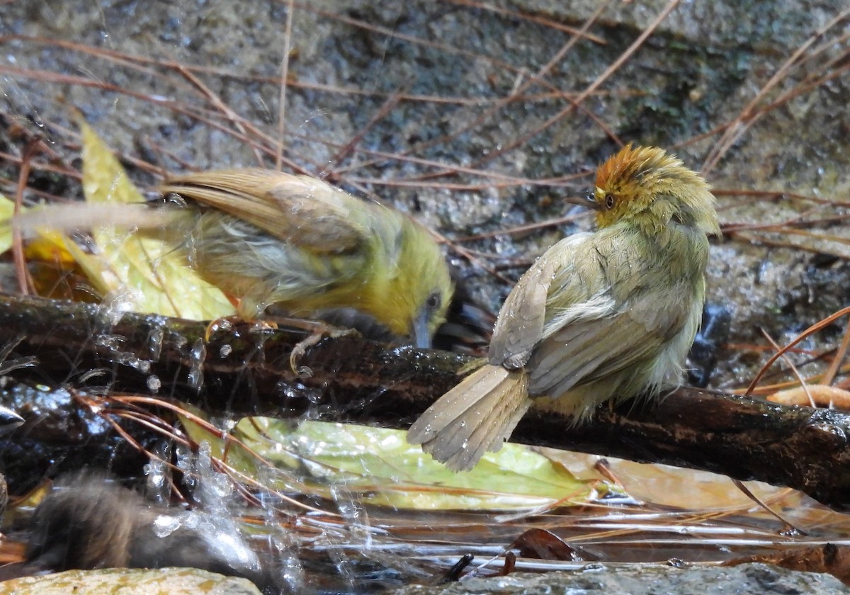 Pin-striped Tit-Babbler - ML631897836