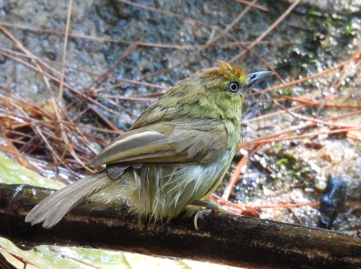 Pin-striped Tit-Babbler - ML631897919