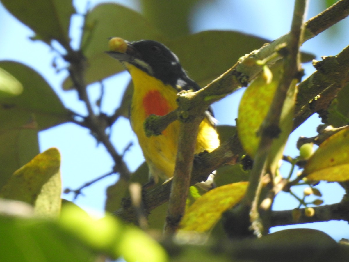 Crimson-breasted Flowerpecker - ML631898009