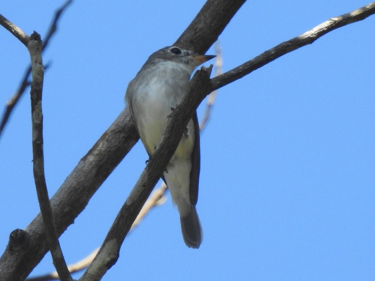 Asian Brown Flycatcher - ML631898023
