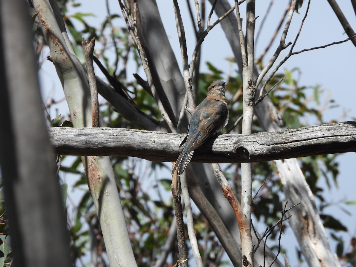 Coucou à éventail - ML631898282