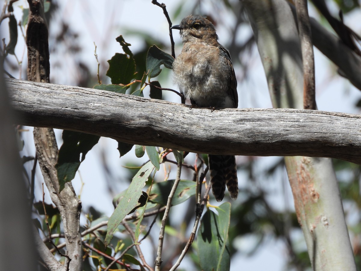 Coucou à éventail - ML631898283