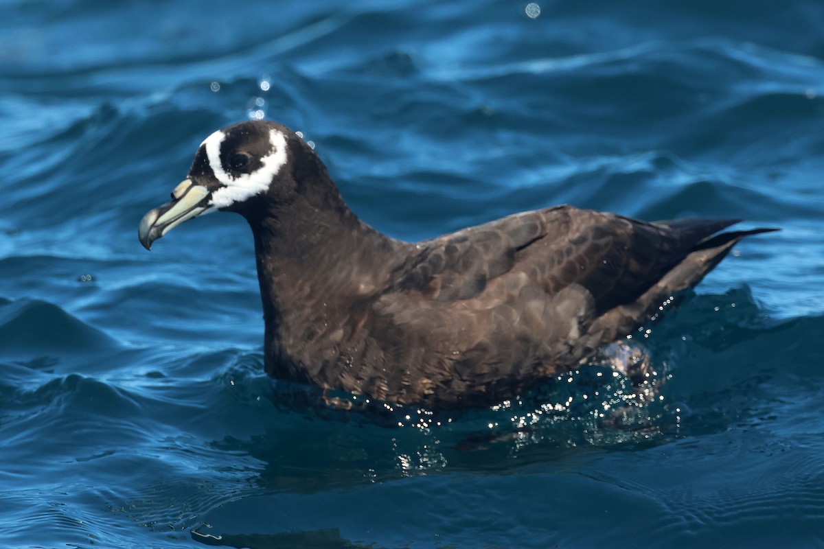 Spectacled Petrel - ML631898334