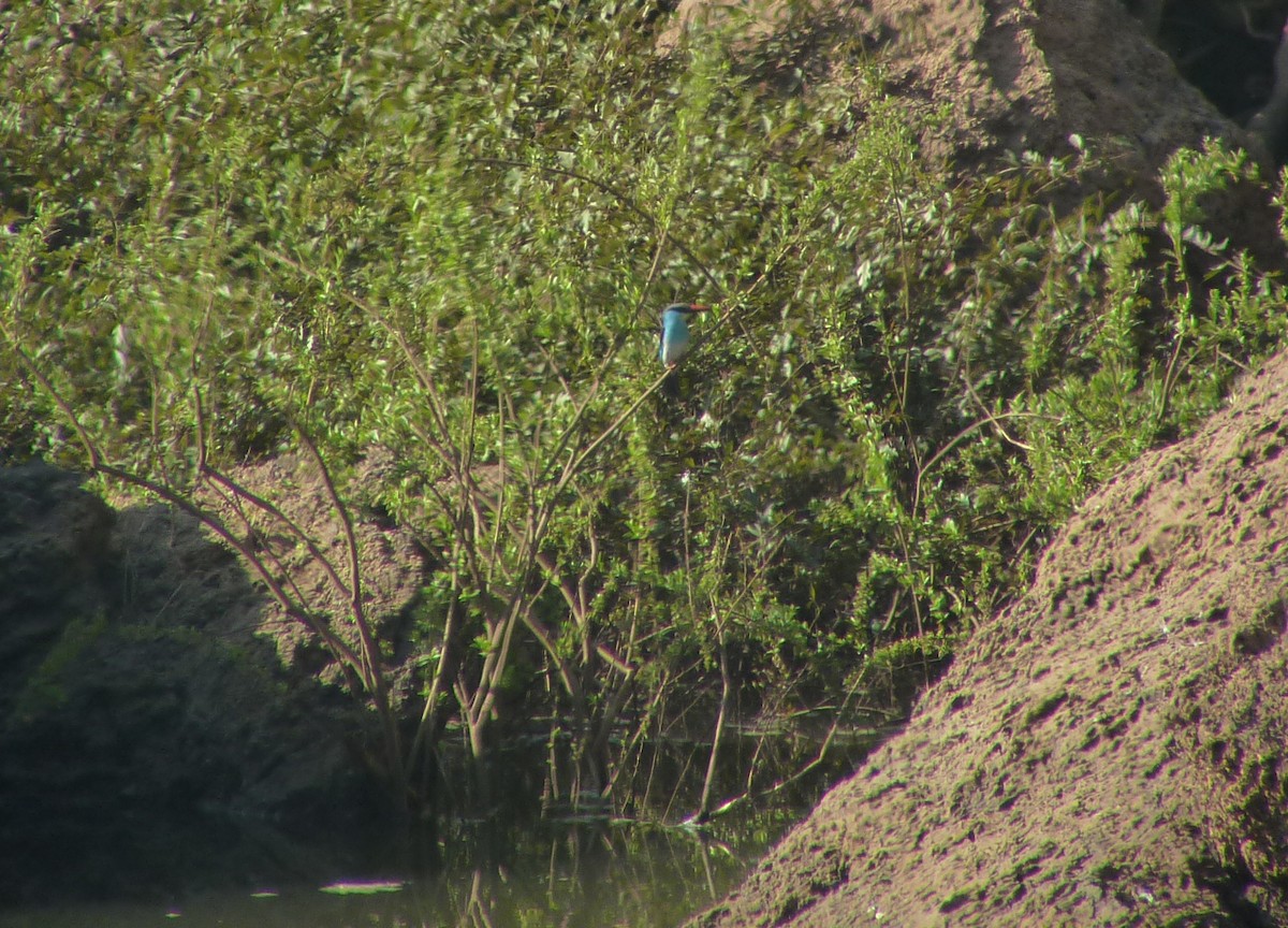 Blue-breasted Kingfisher - ML631898443