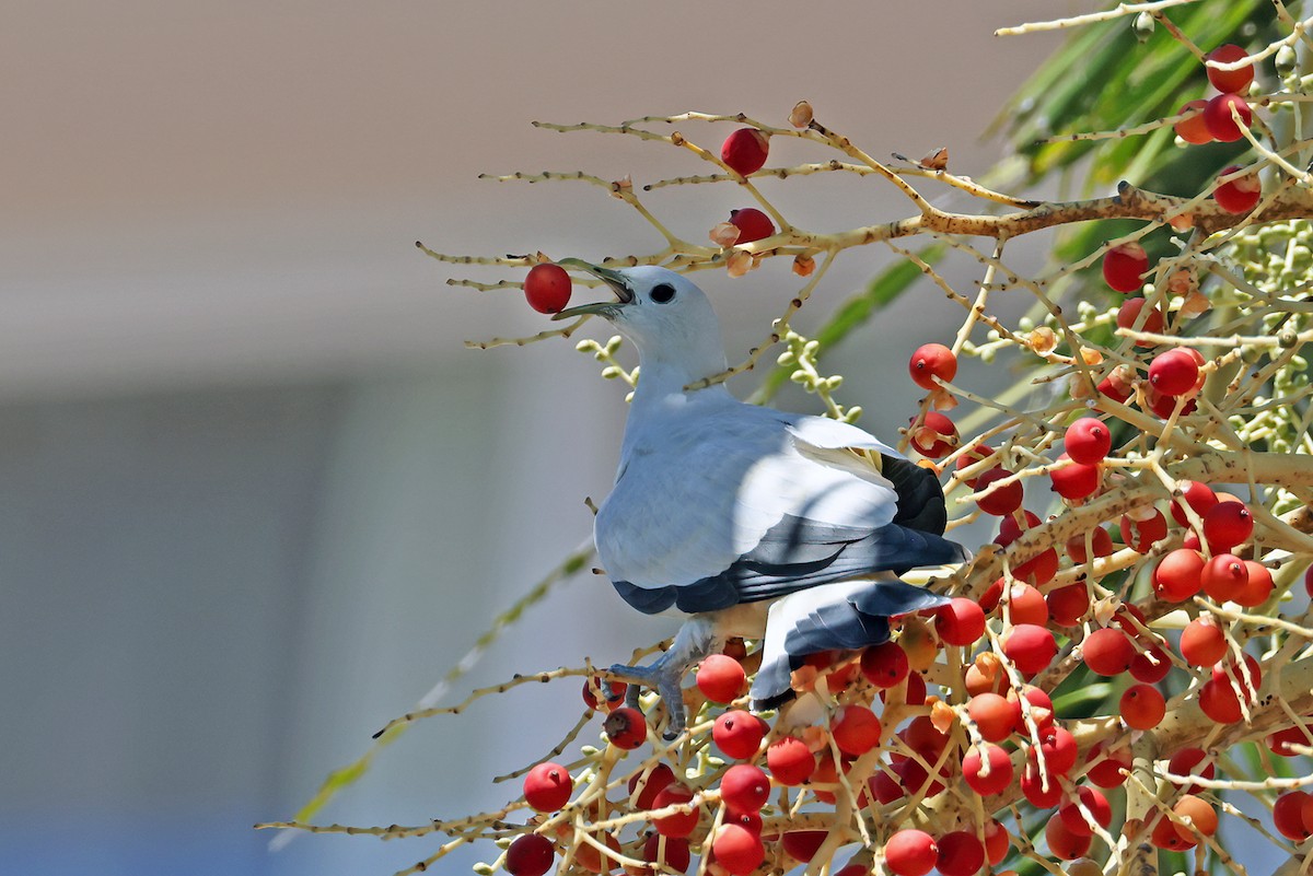 Torresian Imperial-Pigeon - ML631898480