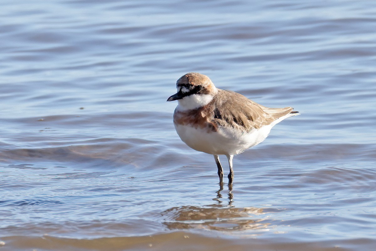 Siberian Sand-Plover - ML631898481