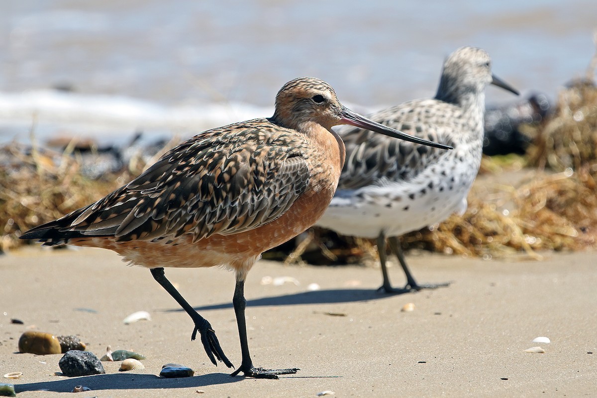 Bar-tailed Godwit - ML631898494