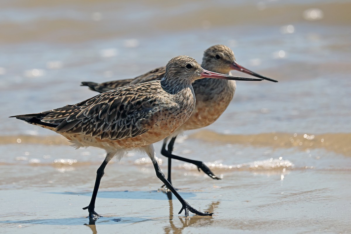 Bar-tailed Godwit - ML631898496