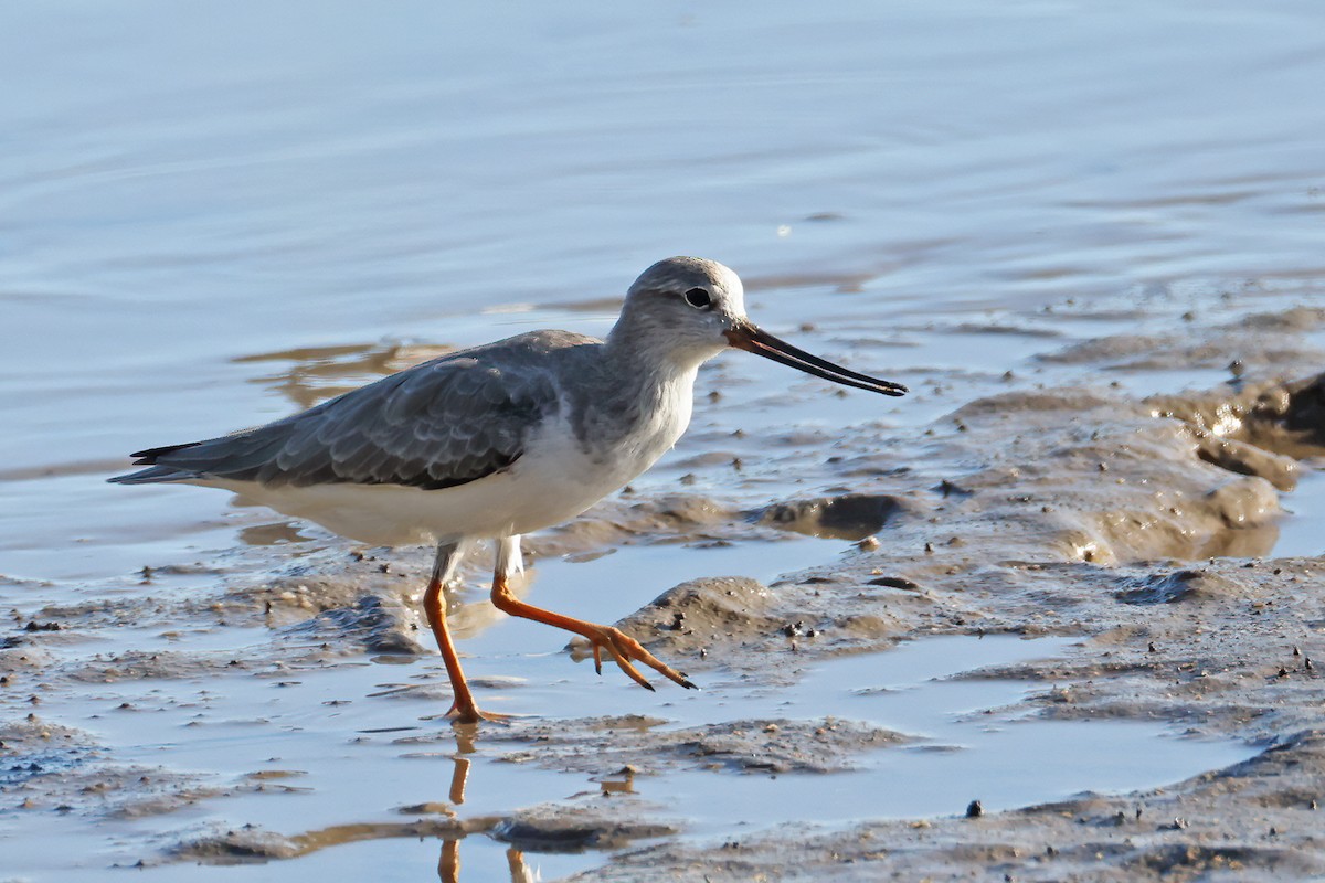 Terek Sandpiper - ML631898505