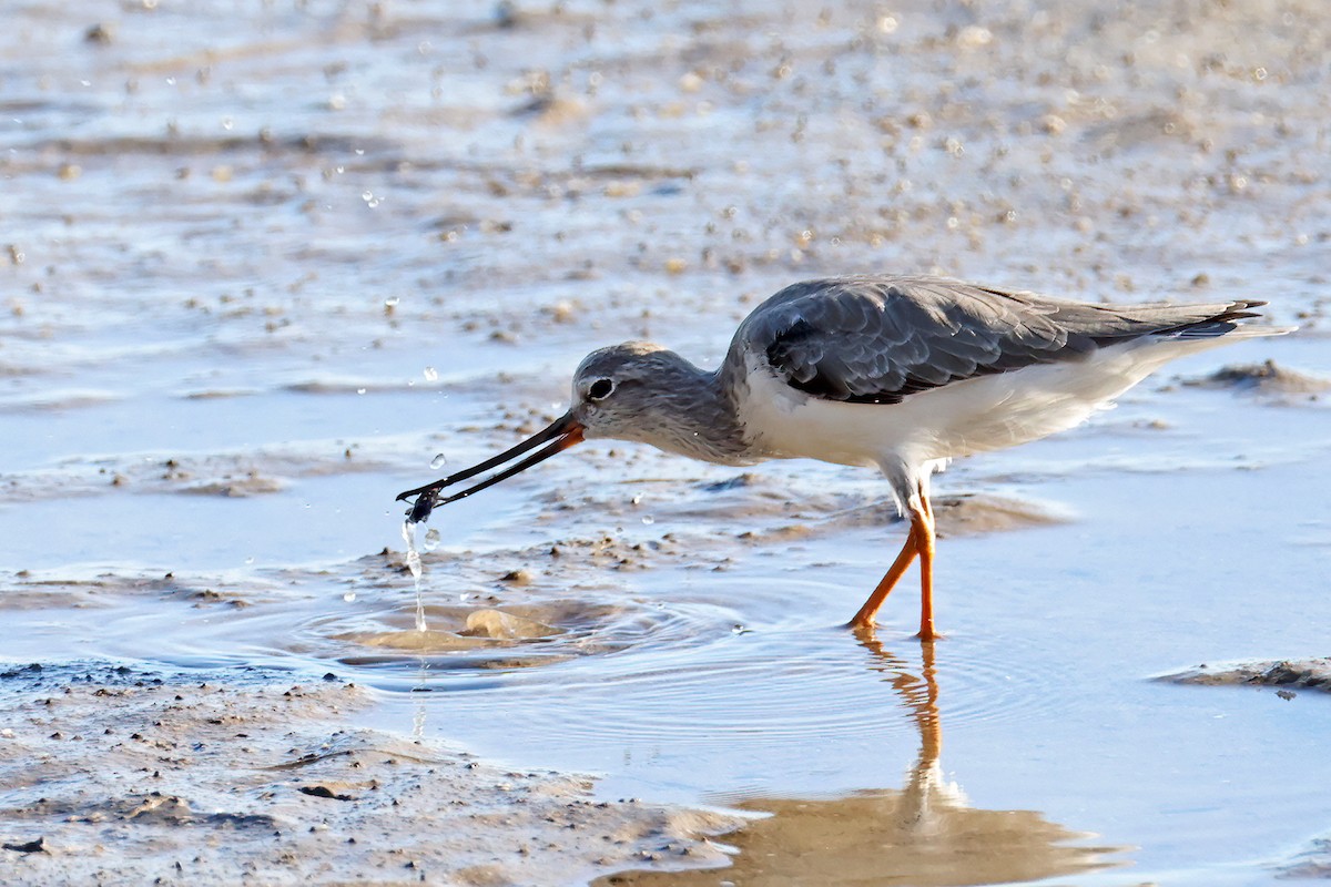 Terek Sandpiper - ML631898506