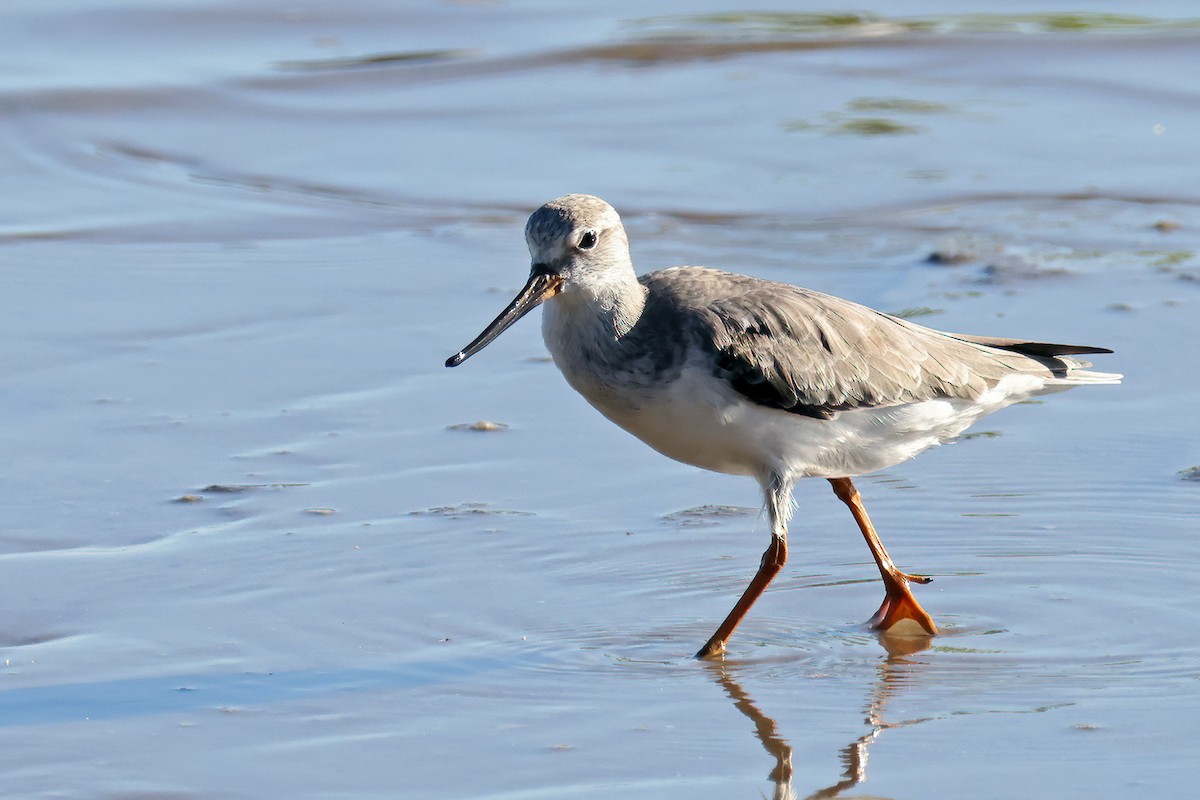 Terek Sandpiper - ML631898513