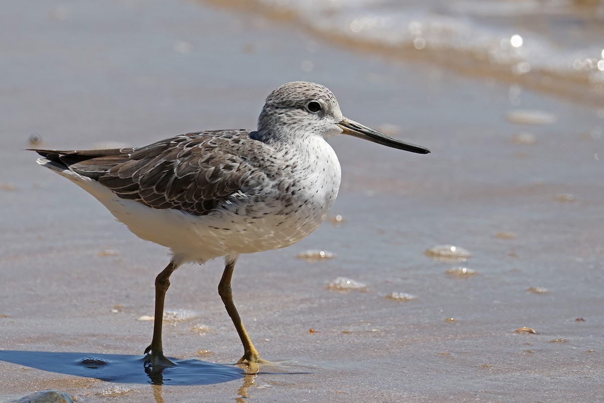 Nordmann's Greenshank - ML631898516