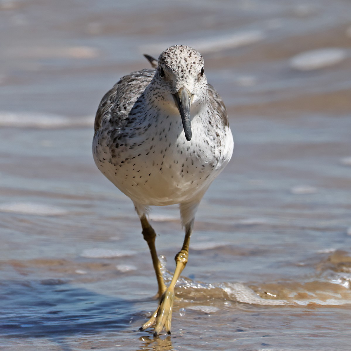 Nordmann's Greenshank - ML631898518