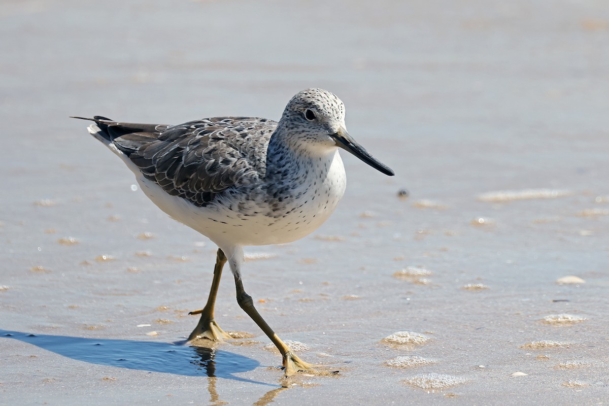 Nordmann's Greenshank - ML631898519