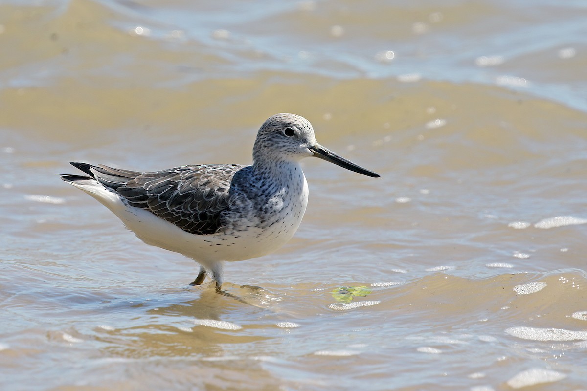 Nordmann's Greenshank - ML631898523