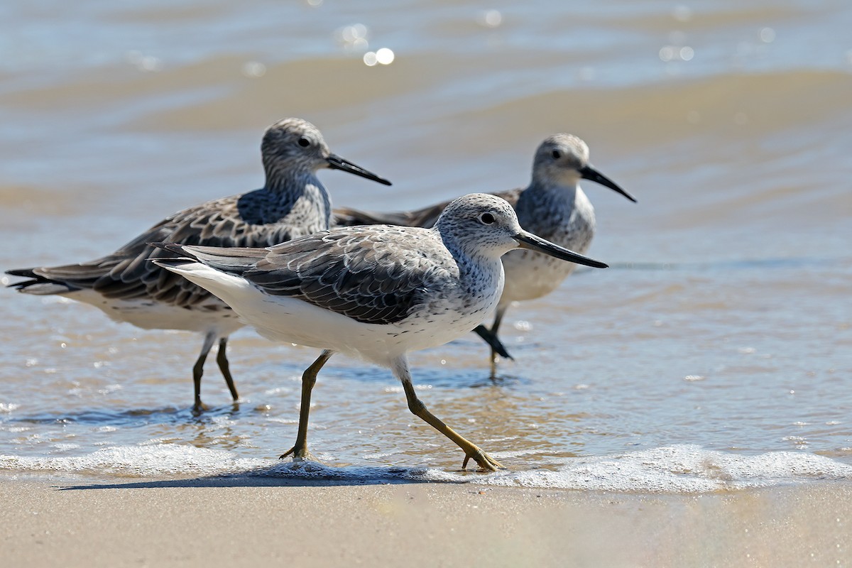 Nordmann's Greenshank - ML631898524