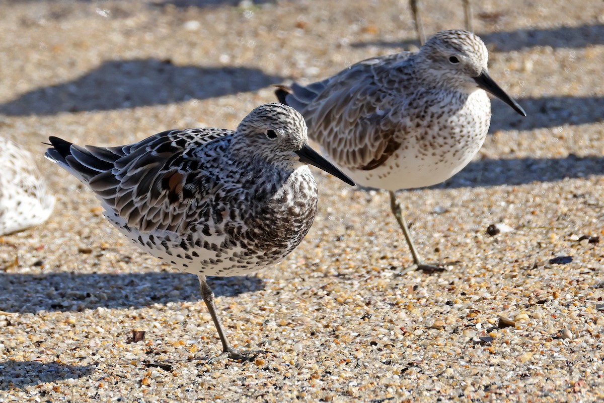 Great Knot - ML631898528