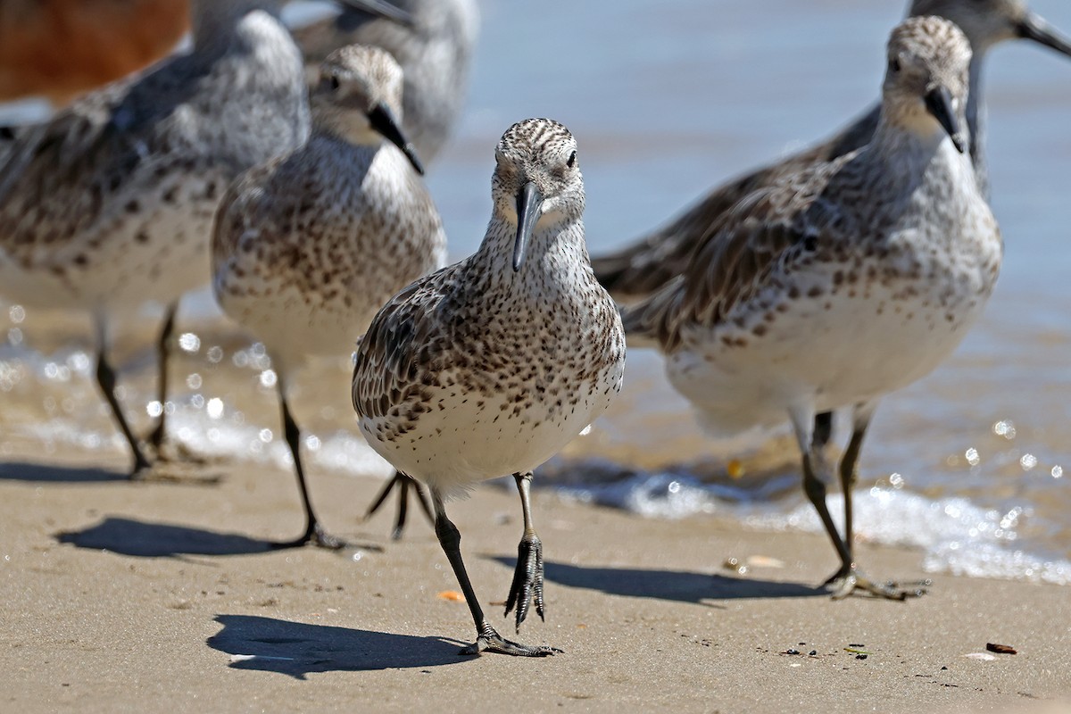 Red Knot - ML631898534