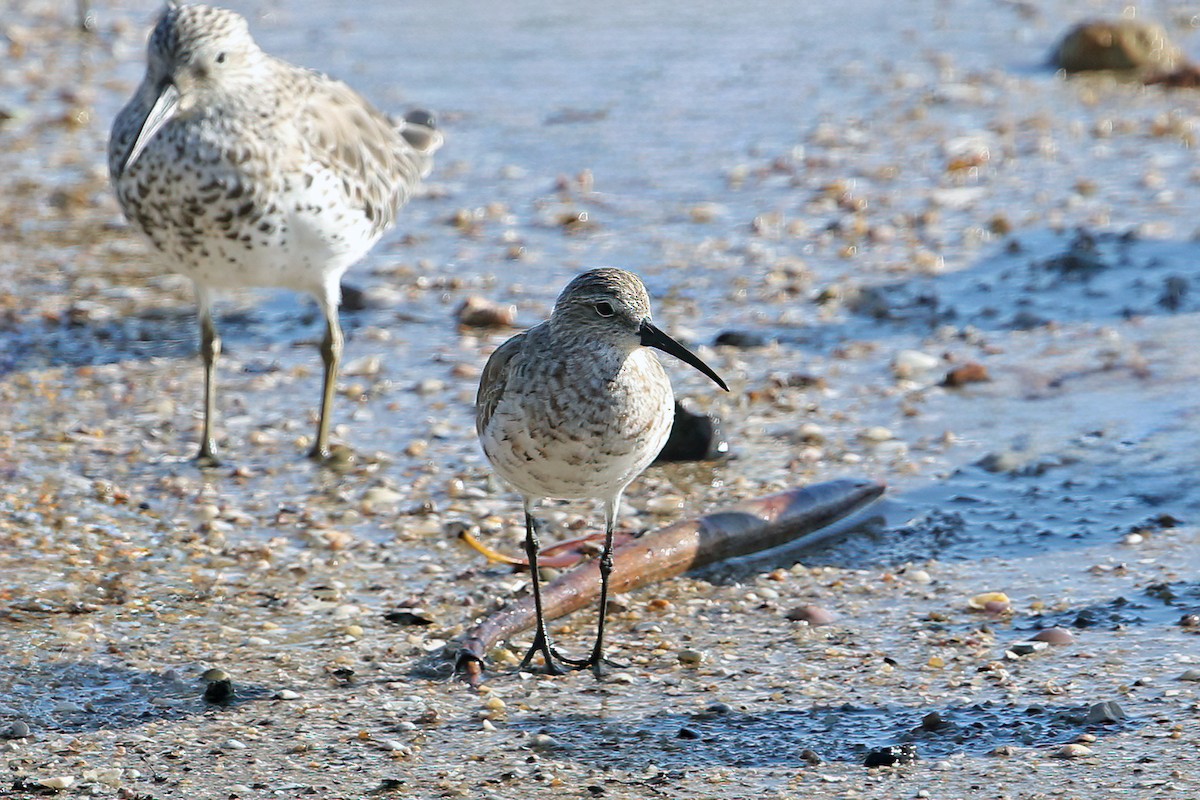 Curlew Sandpiper - ML631898538