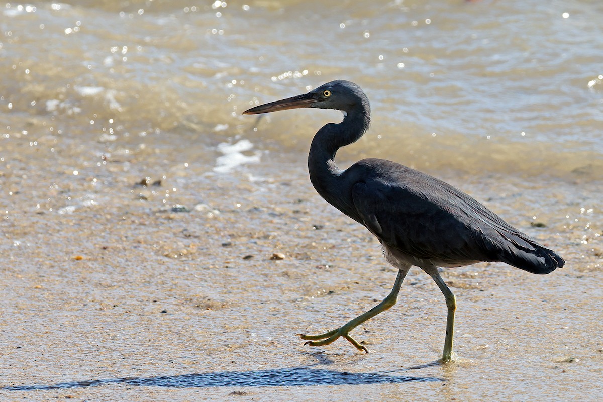 Pacific Reef-Heron - ML631898547