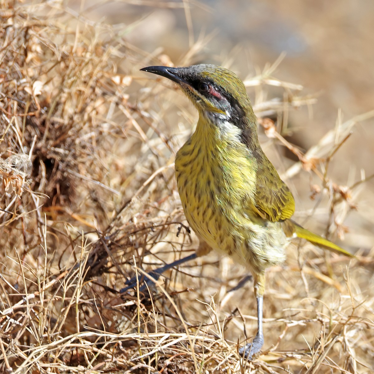 Varied Honeyeater - ML631898558