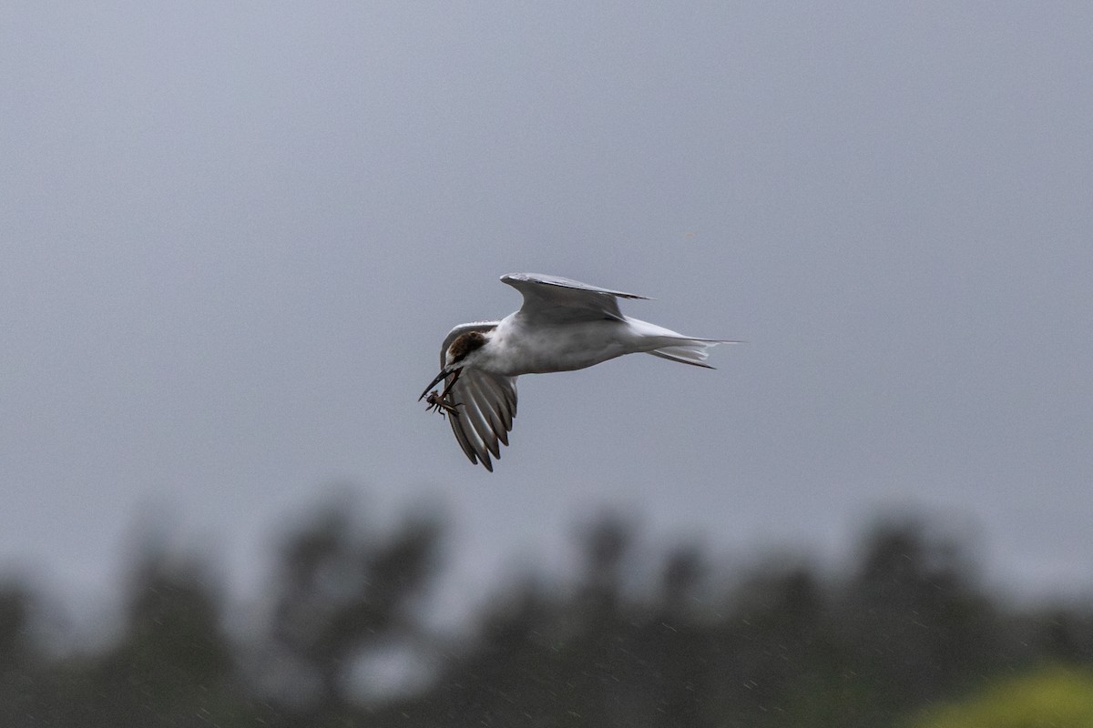 Common Tern - ML631898585