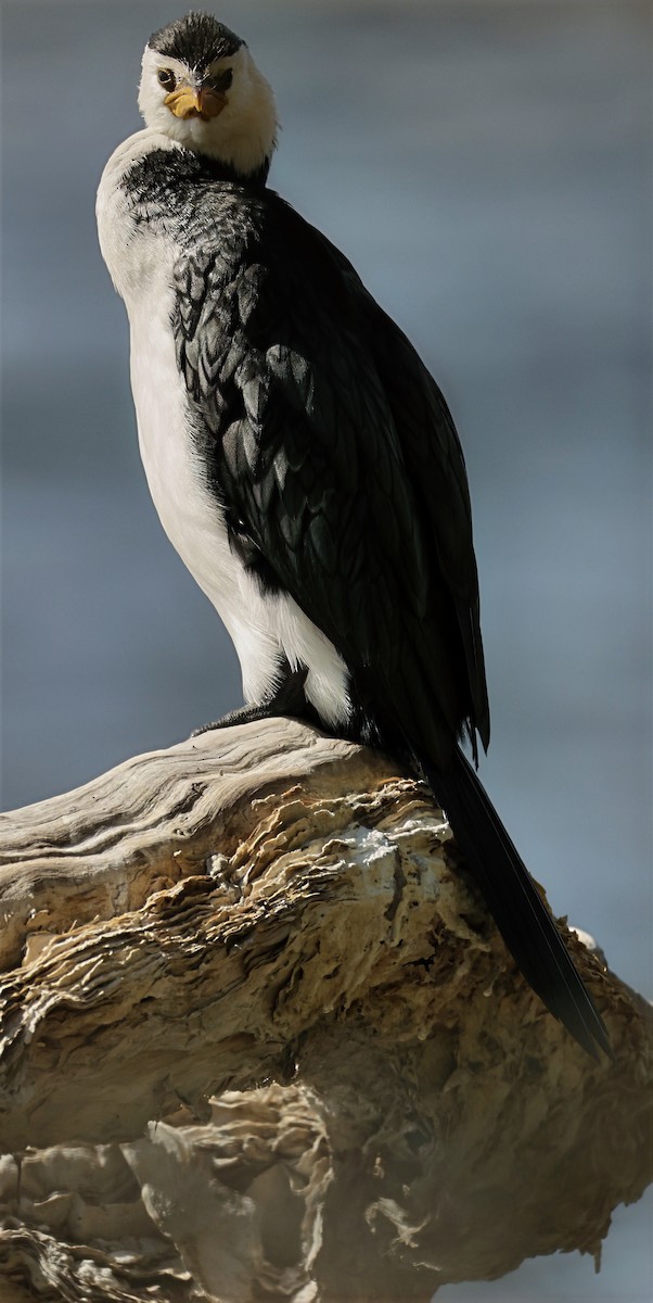 Little Pied Cormorant - ML631898618